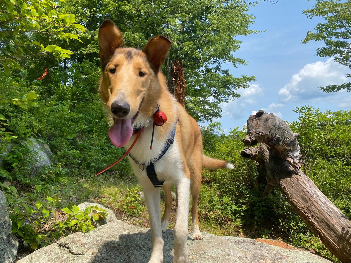 NYURadRes's tweet photo. For the first of our #weeklybonescan we have Arlo, our resident Gregory Clarkโs furry friend, who loves long hikes and equally long naps! He also loves cheese, children, belly rubs, and empty toilet paper rolls! ๐ถ๐ฆด๐พ #radres #wellness #dogsofradiology https://t.co/OGckBHhuf0