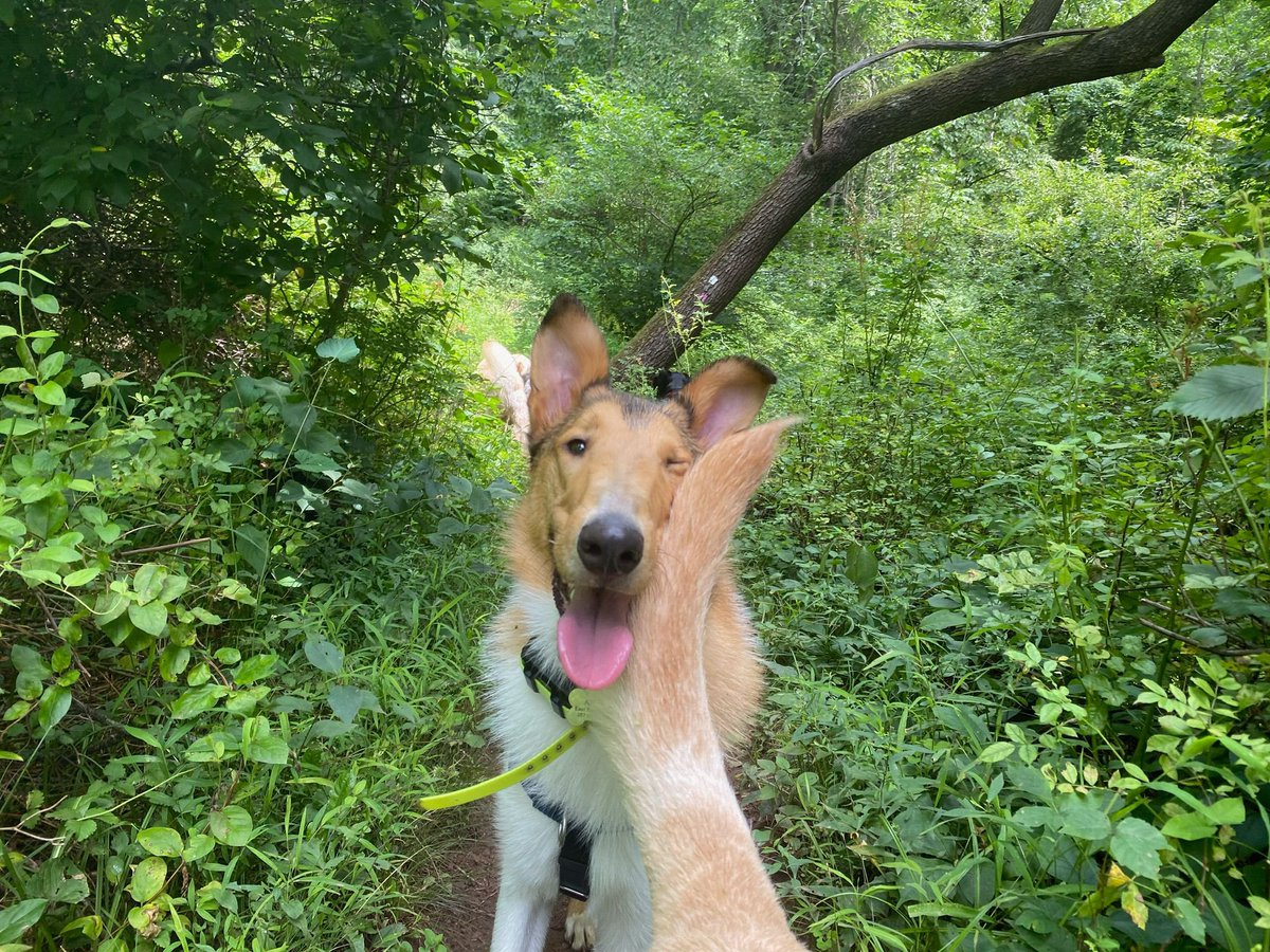 NYURadRes's tweet photo. For the first of our #weeklybonescan we have Arlo, our resident Gregory Clarkโs furry friend, who loves long hikes and equally long naps! He also loves cheese, children, belly rubs, and empty toilet paper rolls! ๐ถ๐ฆด๐พ #radres #wellness #dogsofradiology https://t.co/OGckBHhuf0