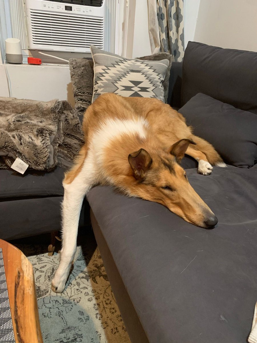 NYURadRes's tweet photo. For the first of our #weeklybonescan we have Arlo, our resident Gregory Clarkโs furry friend, who loves long hikes and equally long naps! He also loves cheese, children, belly rubs, and empty toilet paper rolls! ๐ถ๐ฆด๐พ #radres #wellness #dogsofradiology https://t.co/OGckBHhuf0