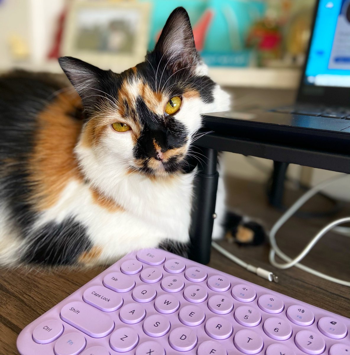 Wawanesa Insurance tweet media