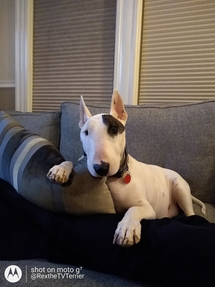 rexthetvterrier's tweet photo. Mom had a super busy day and Dad has a sore arm from his booster shot, I mostly just chilled today and had a short walk. So it was a stickless Thursday.
#ImOkWithIt
#chillin
#couchpotato https://t.co/5Y60Op3e63
