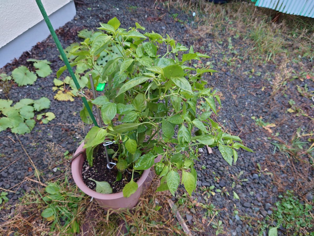 ペパーミント Twitter Search