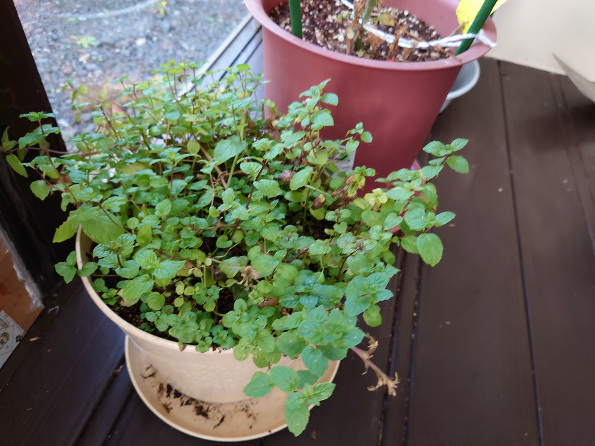 ペパーミント Twitter Search