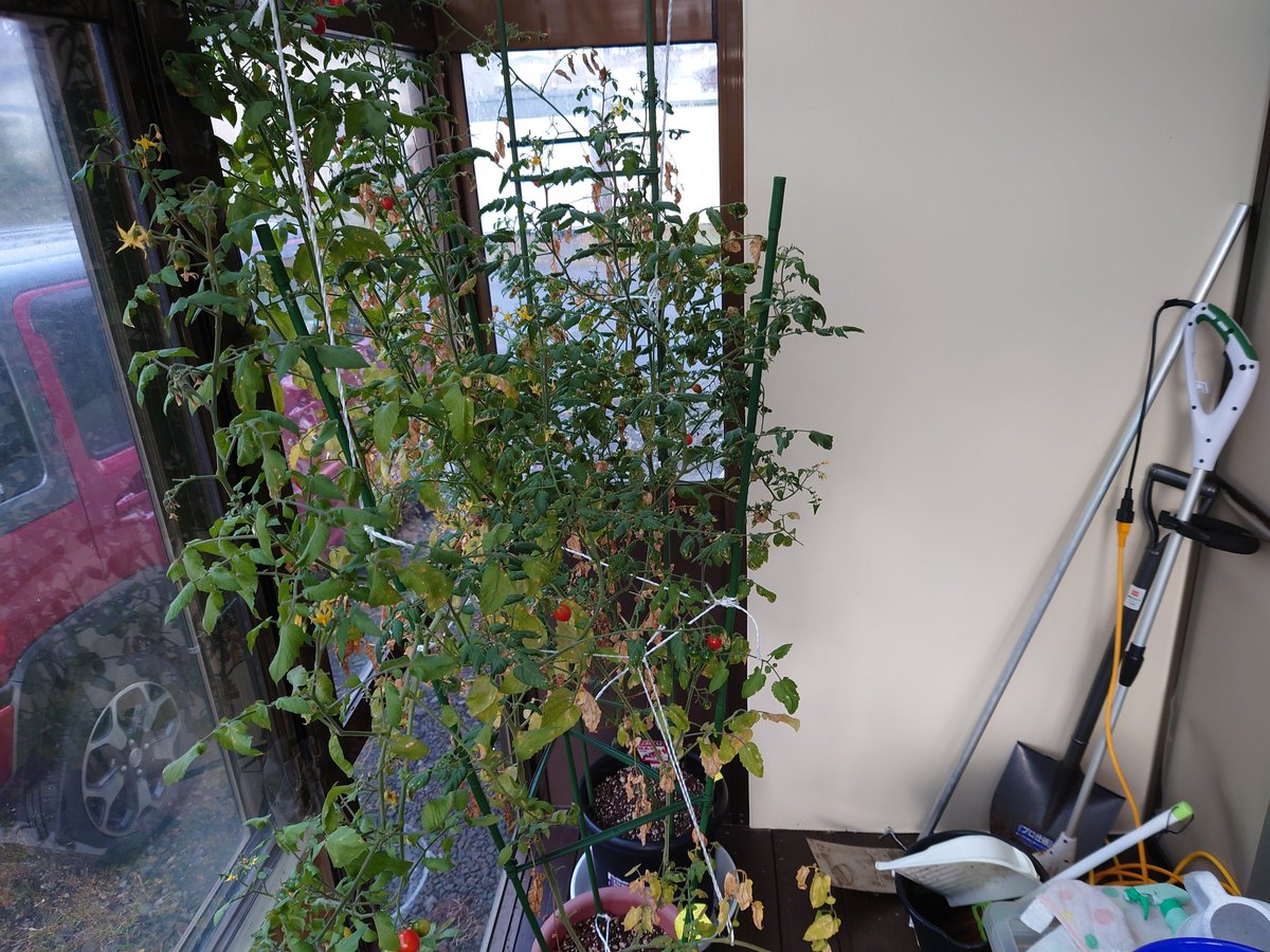 ペパーミント Twitter Search