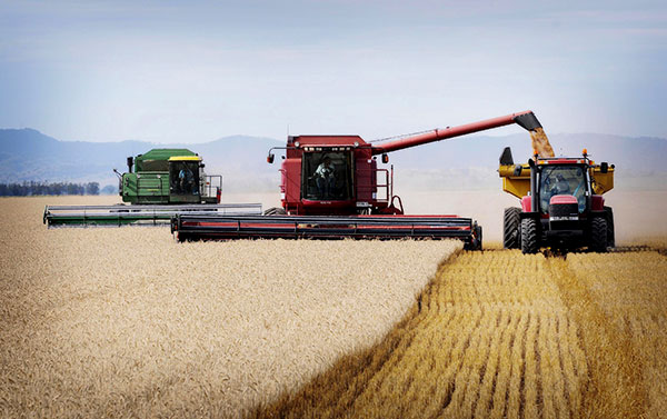 redhandedagency's tweet photo. Following the canola drought in Canada, the smallest wheat crop in 20 years is coming from the USA. Russia’s and Canada’s wheat crops are also in strife and Australia’s demand is expected to skyrocket. Wheat prices remain steady at $405-$415. #AgChatOz https://t.co/q01DoC08NQ