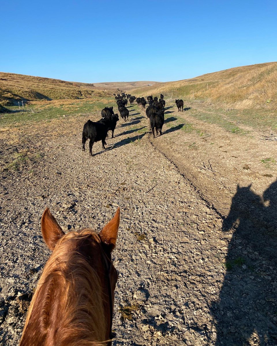 HappoldRyan's tweet photo. Fall round up!!  #angus #AgTwitter https://t.co/oWw9ZBGI24