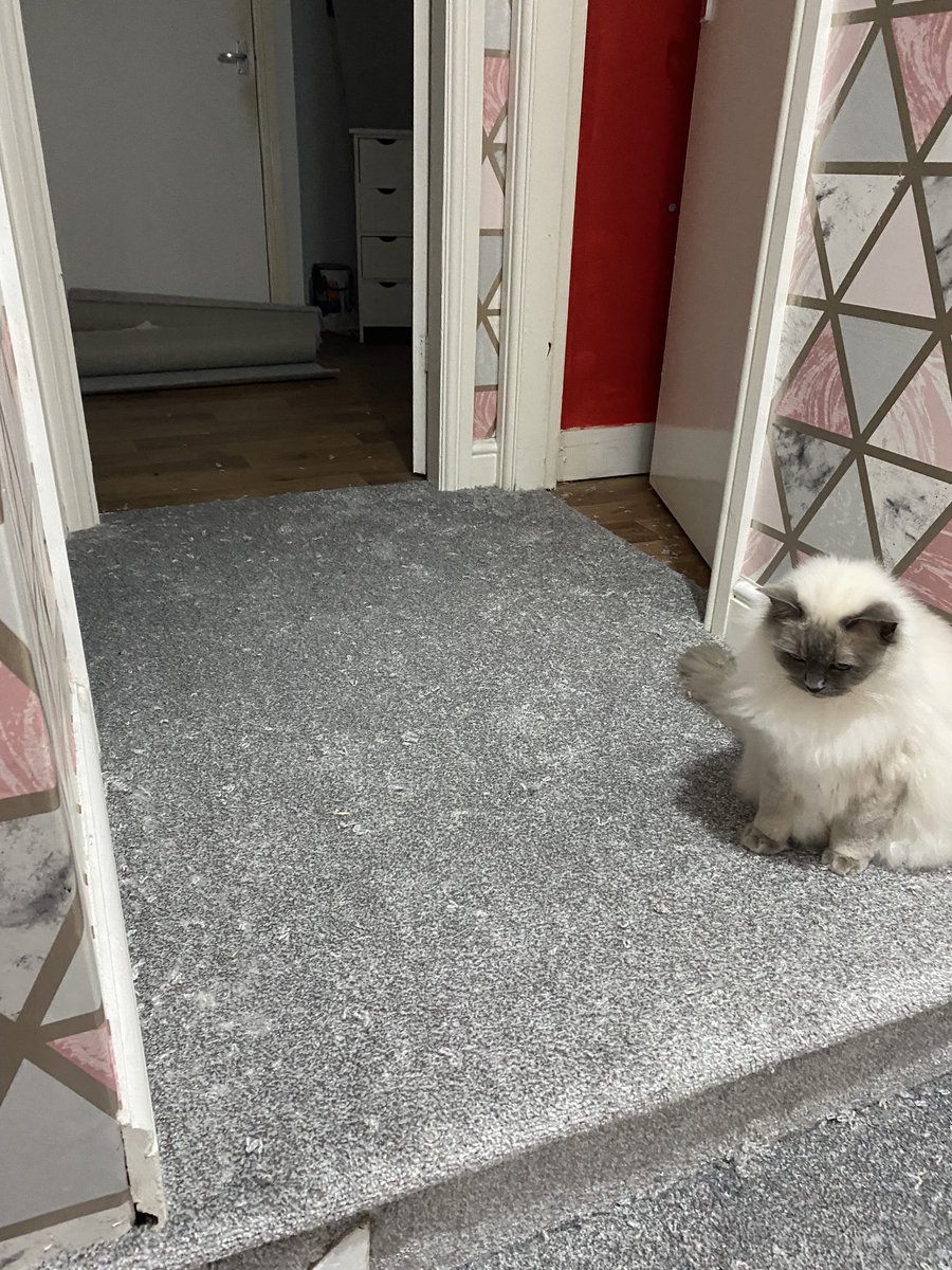 Amanda60472655's tweet photo. My new carpet 350 Dial a carpet x https://t.co/fvUUt7ZGmI