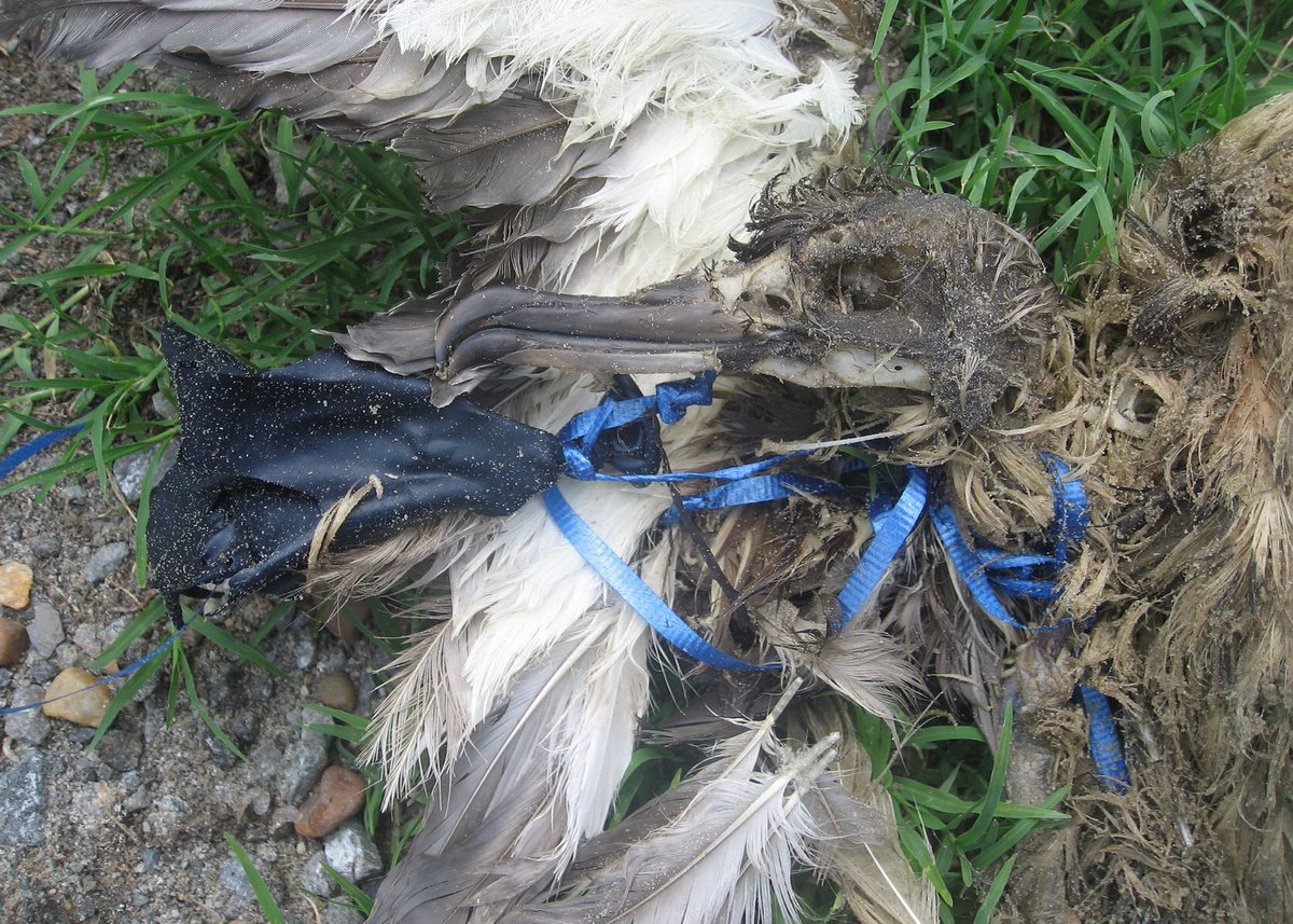AnnGreggsRN's tweet photo. Isn’t it time to stop letting this happen ? #environment #savetheplanet https://t.co/GINEycT0f8