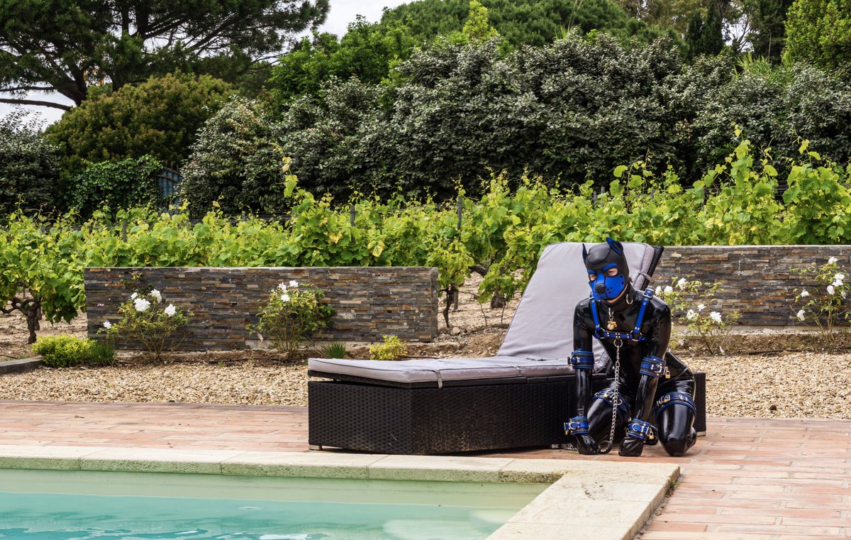 HorseyPegasusAD's tweet photo. Sitting poolside while my handler is enjoying the fresh water!

📸 By @pupyrreug https://t.co/pUqHNCiViD