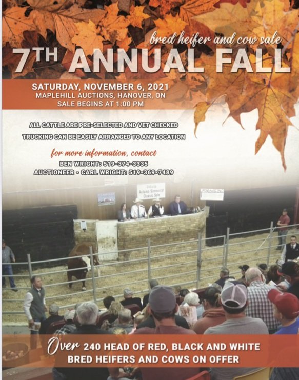 We have 90 red,  black, and black white face angus/sim hfrs calving april-may in this sale. Hfrs are as good as u will find anywhere.