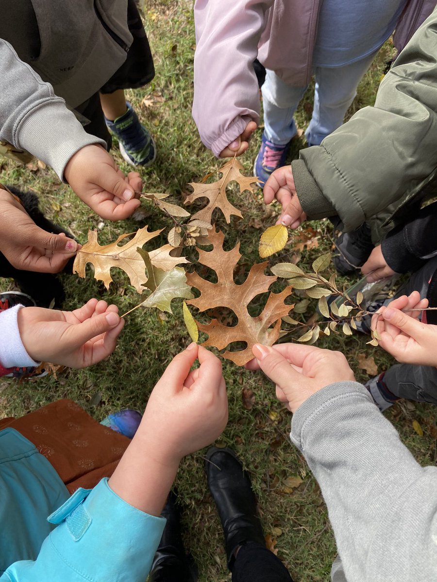 Laura Venable (@hellomsvenable) on Twitter photo Today was a fun day in science for kindergarten! We got to meet with <a href="/TESMissMartin/">Miss Martin</a>’s class! Miss Martin’s fifth graders taught us about inherited traits vs learned behaviors and we got to show them our leaves because we’re learning about fall! 🍁#TESleads #wearegcisd Today was a fun day in science for kindergarten! We got to meet with <a href="/TESMissMartin/">Miss Martin</a>’s class! Miss Martin’s fifth graders taught us about inherited traits vs learned behaviors and we got to show them our leaves because we’re learning about fall! 🍁#TESleads #wearegcisd