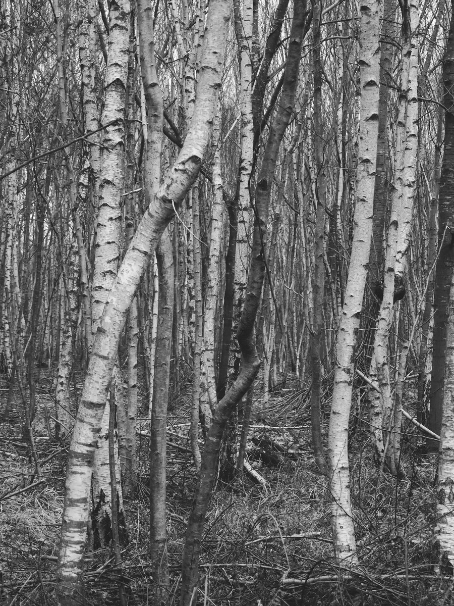 Beaux bouleaux...
#voyage #petitvoyage #valdemarne #laqueueenbrie #lesmarmousets #forêt #bois #arbres #bouleau #ecorce #iledefrance #france #nature #paysage  #olympus #lightroom #noiretblanc #2021 #40 ©O.Charolles