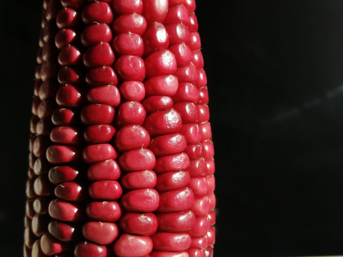 _SemillasdeVida's tweet photo. Maíces recién cosechados de varias de las comunidades de la zona Mazahua del Estado de México.

🌽Estudiantes de la UIEM 
📷Horacio Santiago https://t.co/OQI3CDzTLm