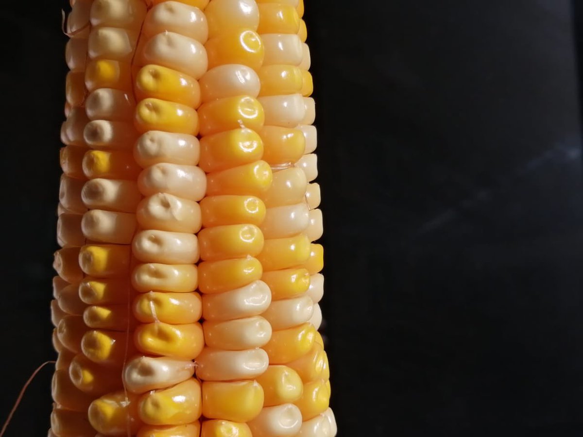 _SemillasdeVida's tweet photo. Maíces recién cosechados de varias de las comunidades de la zona Mazahua del Estado de México.

🌽Estudiantes de la UIEM 
📷Horacio Santiago https://t.co/OQI3CDzTLm