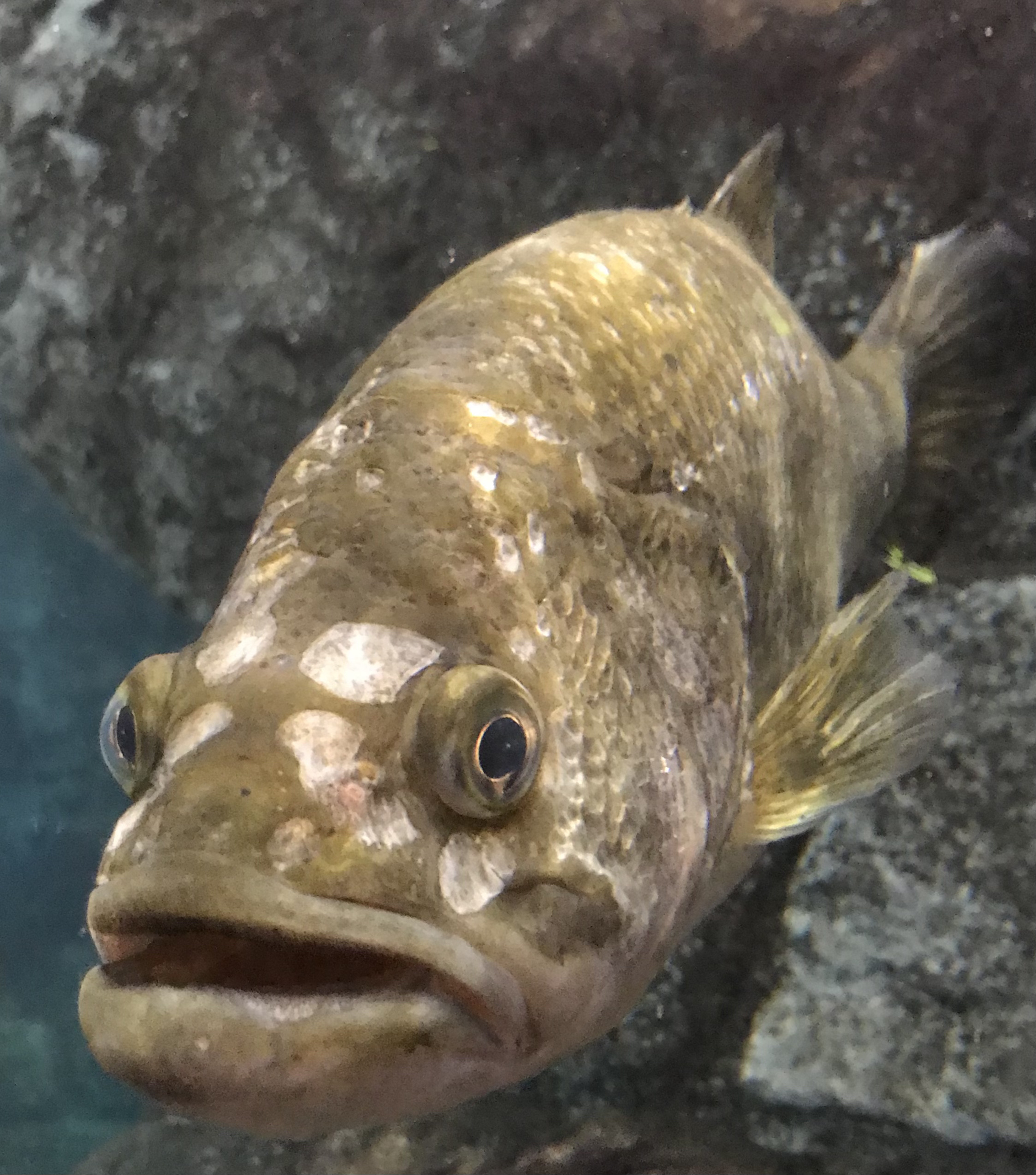 Bass Pro - Rancho on X: This guy is back to remind ya! 🐟Fish feeding is  Saturday at noon at the main tank!  / X