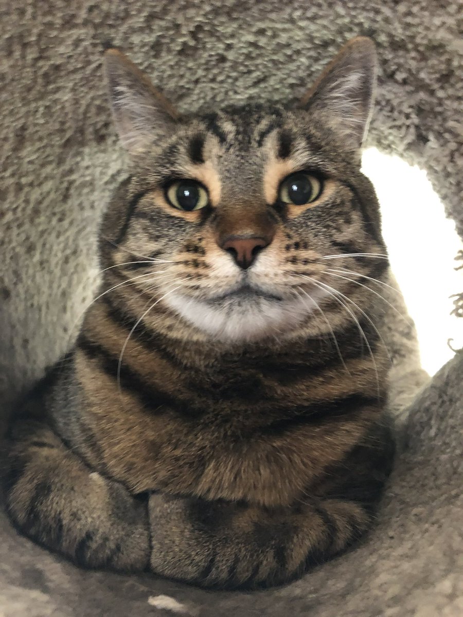 fosterthekitten's tweet photo. @539mjijitora Thank you ☺️ 😻 https://t.co/K9d0BrR9Sq