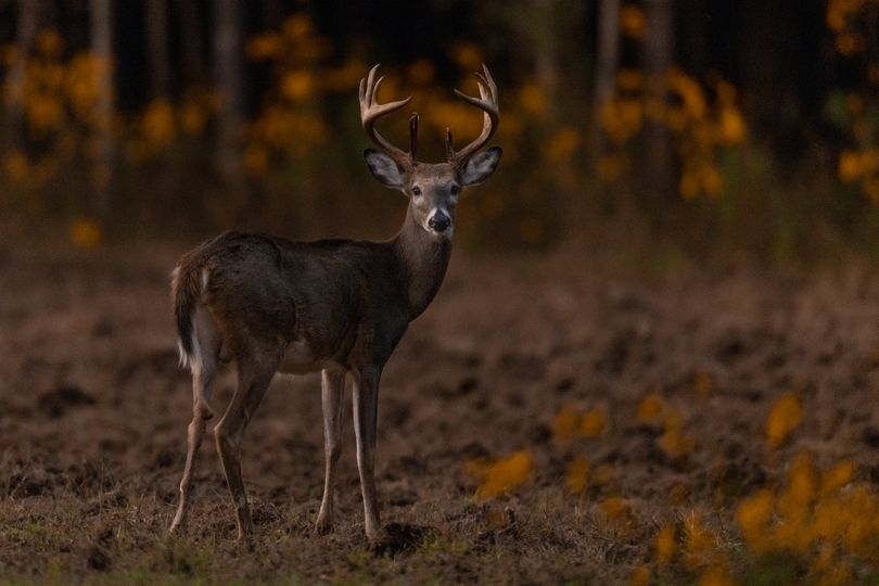 Soggy Bottom Lodge Book Your Hunt Of A Lifetime Now T Co V7cwsxvqtd Ed Wall Soggybottomlodge Shack33 Alabama Whitetaildeer Demopolisal Deerhunting Mobileal Thomasvilleal Tuscaloosaal Birminghamal Whatgetsyououtdoors