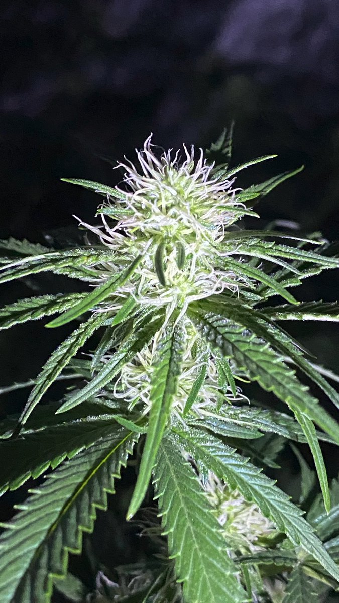 EmeraldZoo's tweet photo. Jack Frost showed up on the triplets. Organic grows #ZooStyle https://t.co/awryYkyI0H