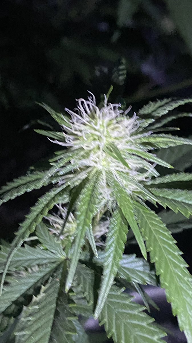EmeraldZoo's tweet photo. Jack Frost showed up on the triplets. Organic grows #ZooStyle https://t.co/awryYkyI0H