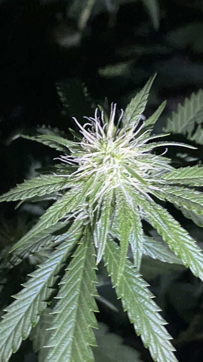 EmeraldZoo's tweet photo. Jack Frost showed up on the triplets. Organic grows #ZooStyle https://t.co/awryYkyI0H