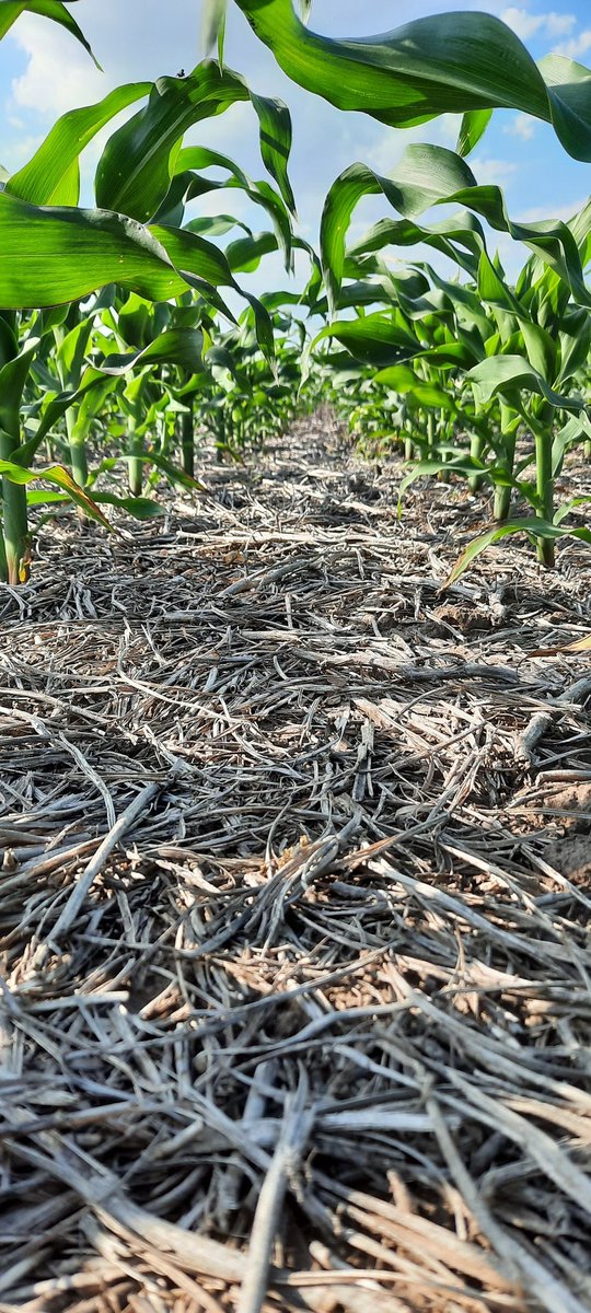 Día de recorrida por el departamento Gualeguay EERR, hasta ahora vienen muy bien los hibridos SRM 6620 y 566 VT3P.  
Que lindo sería recibir 50 mm mañana 🤞🤞🌧🌧