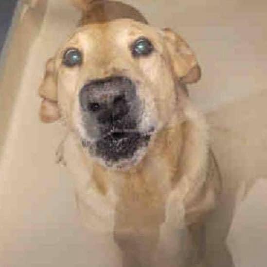 Nasrene MacDonald 🌹 (@nasrene41) on Twitter photo DIES TOMORROW 11/5 at 1PM! NO NAME, NO AGE, NO BREED, NO GENDER! Not even listed on pet harbor! <a href="/AdoptMiamiPets/">Miami-Dade County Animal Services</a> the “no kill shelter” is KILLING for being fearful!
Just a number 💔 #A2292384 <a href="/kionnemcghee/">Kionne “Commish” McGhee</a> <a href="/MayorDaniella/">Daniella Levine Cava</a>
facebook.com/rescuemeMIAMIF… DIES TOMORROW 11/5 at 1PM! NO NAME, NO AGE, NO BREED, NO GENDER! Not even listed on pet harbor! <a href="/AdoptMiamiPets/">Miami-Dade County Animal Services</a> the “no kill shelter” is KILLING for being fearful!
Just a number 💔 #A2292384 <a href="/kionnemcghee/">Kionne “Commish” McGhee</a> <a href="/MayorDaniella/">Daniella Levine Cava</a>
facebook.com/rescuemeMIAMIF…