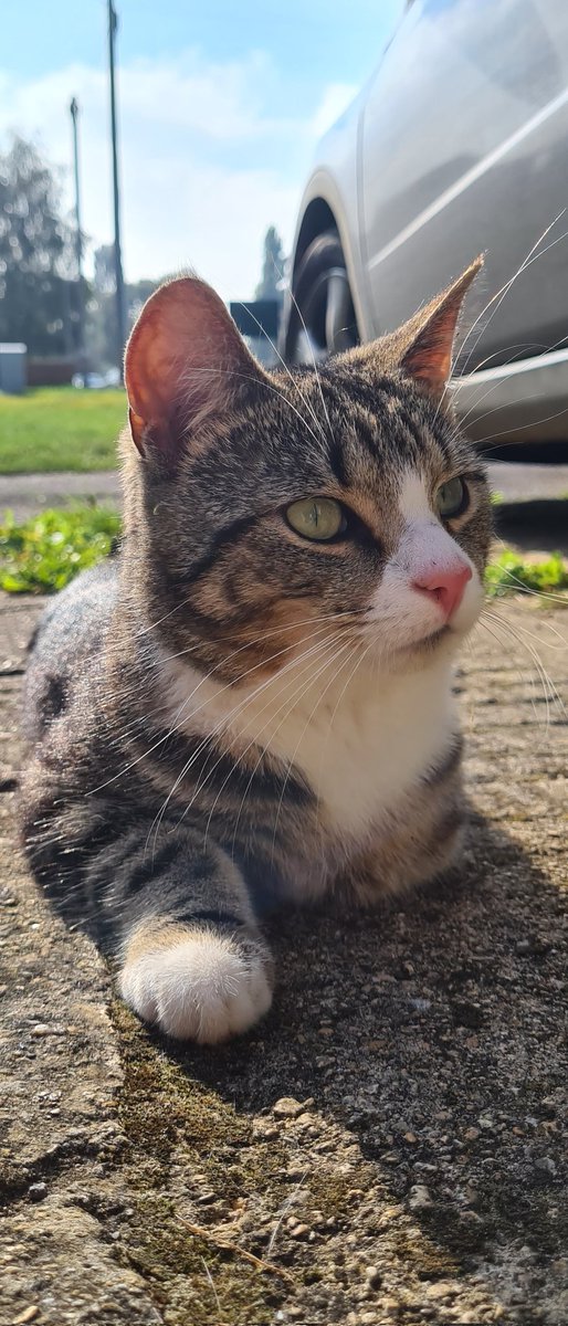 Winksy with the 3 legs 🌍 tweet media