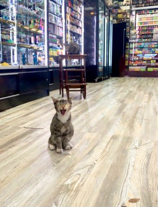 Bodega Cats tweet media