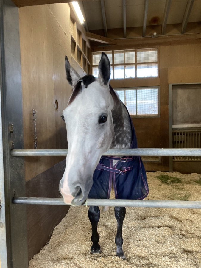 ゴースト 競走馬 とは ゴーストとは 単語記事 ニコニコ大百科