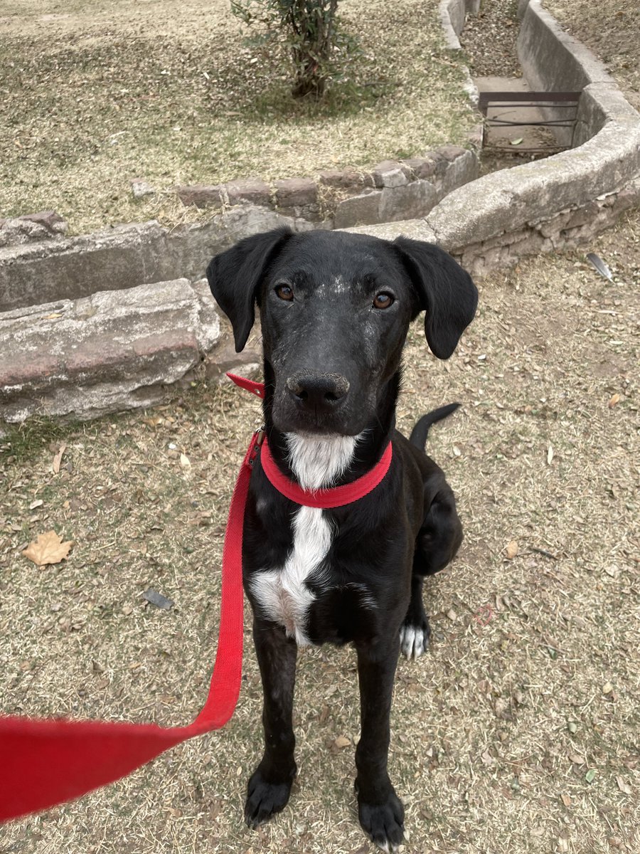GuilleNigro's tweet photo. El sábado Lolo se queda sin provi y no puede volver a la calle 🙏🏽😭 ya está castrado! Necesitamos encontrarle un hogar o provi, es un macho de 9 meses que sabe hacer sus necesidades afuera y se adapta a departamento https://t.co/6mKTARfV3O