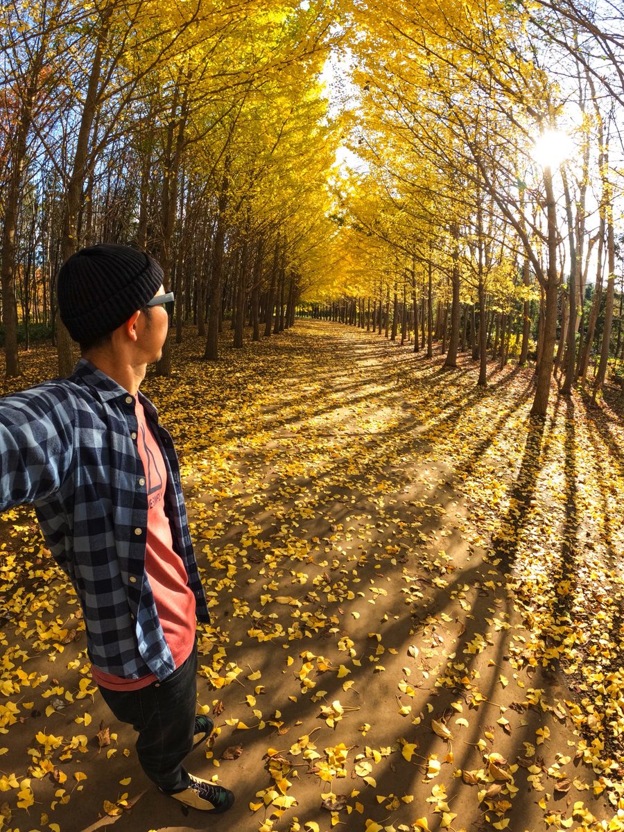 takaloao's tweet photo. 近所にある銀杏並木🍂
太陽に照らされて黄金になる🤤
.
@GoProJP @GoPro #銀杏並木 #銀杏 #GoPro #GoProJP #GoProPhotography #GoProLife #GoProAwards #GoProのある生活 #GoProのある家族 #GoProのある時間 #Hokkaido #Japan https://t.co/YivTqJ21M0