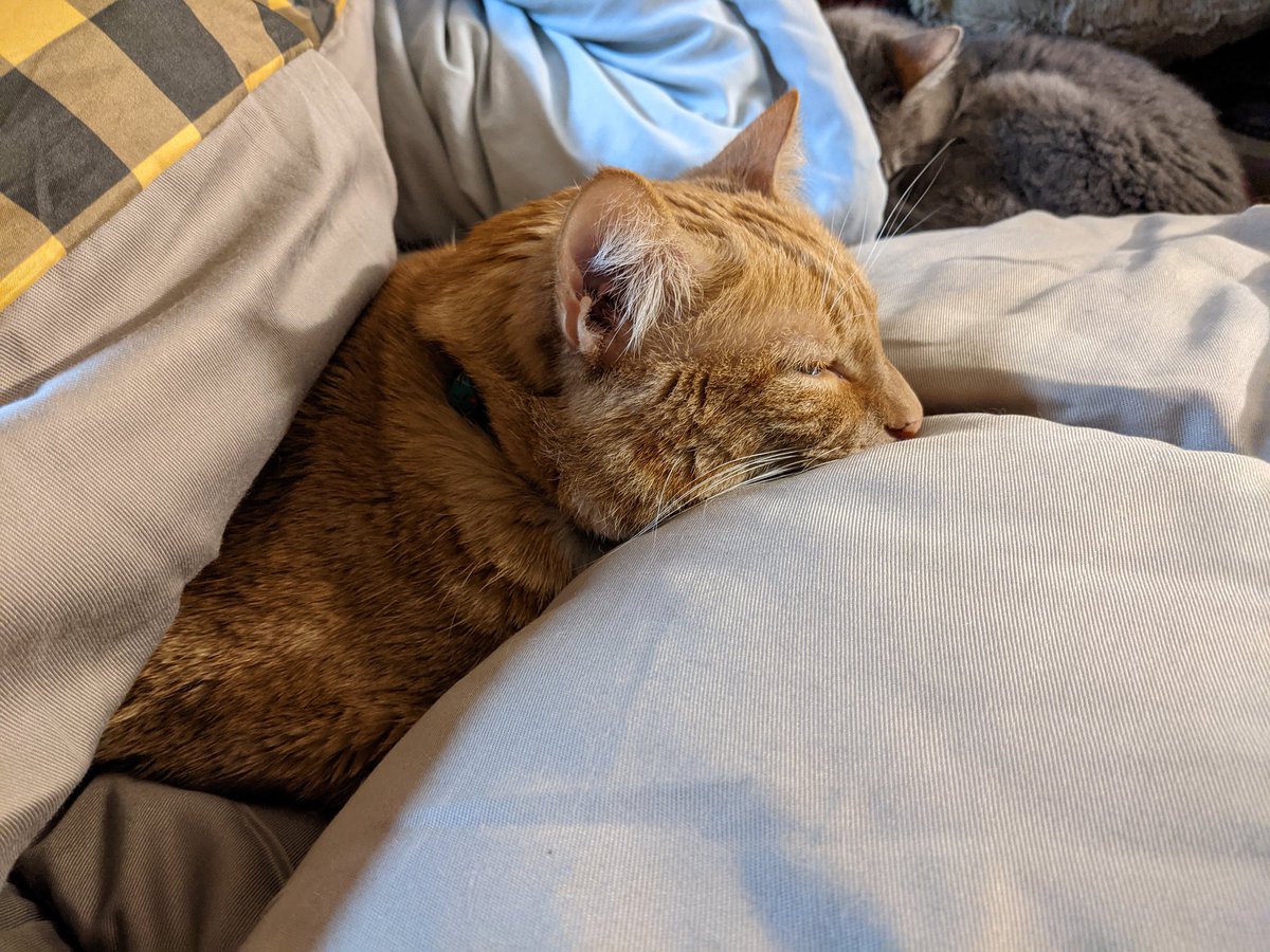 InInterAcies's tweet photo. #CatsOnTwitter #orangecats Daddy got a new blanket https://t.co/bUCT4hJUVB