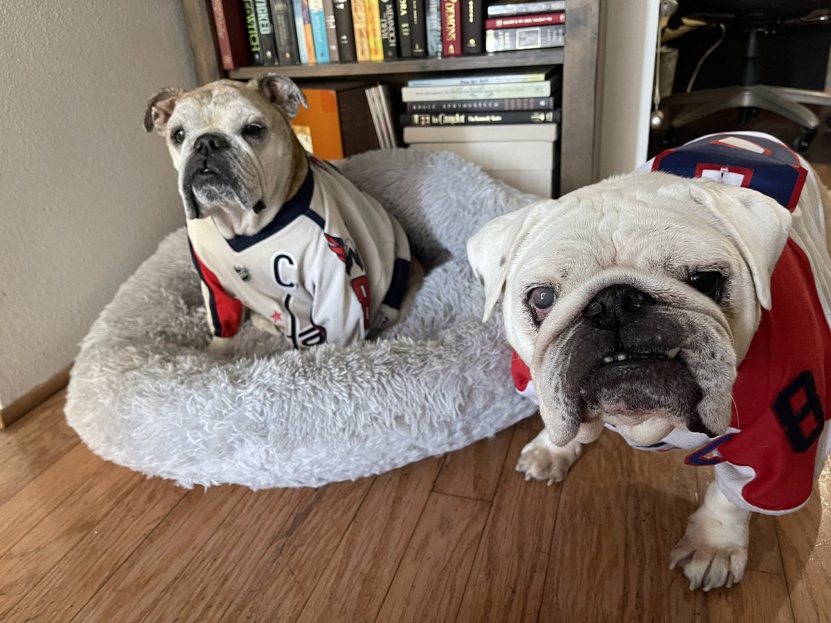 OvietheBulldog's tweet photo. IT’S HOCKEY O’CLOCK! #ALLCAPS #LETSGOCAPS #CoachSaffyBean #GAMEFACE #CapsBulldog #CapitalsBulldog
My 13th season needs MOAR OVI SCOAR https://t.co/4G4yP07jea