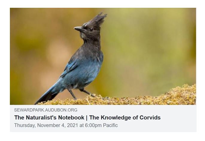 Can you differentiate crow from raven? Know why jays are so raucous? Why magpies seem to change color? TONIGHT: Meet the corvid family…smarter than your average birds... with Ed Dominguez of <a href="/sewardaudubon/">Seward Park Audubon</a>.  sewardpark.audubon.org/.../naturalist…...
