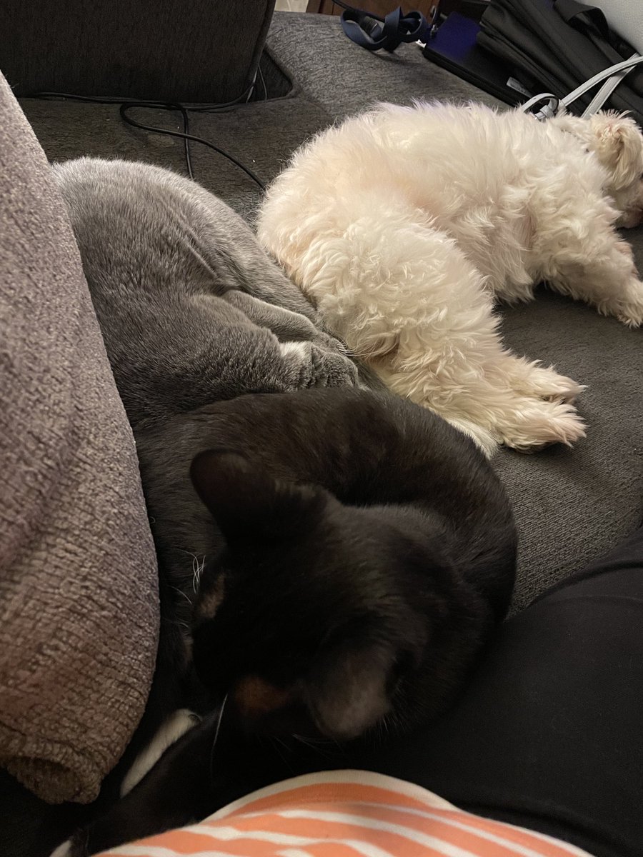 nursipoo's tweet photo. My 3 favorite fur balls 😊 https://t.co/ejRQHYPFQD