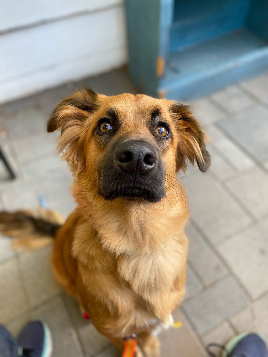 10 month old golden retriever/shepherd mix. her nose is black and the rest of her is golden. her ears have lots of extra hair and some black streaks. she’s sitting looking at the camera