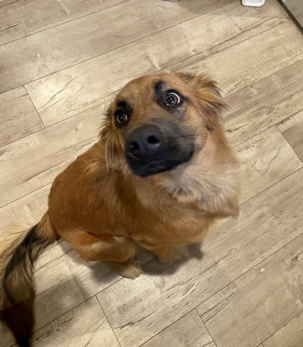 she’s sitting on a hardwood floor looking up at you