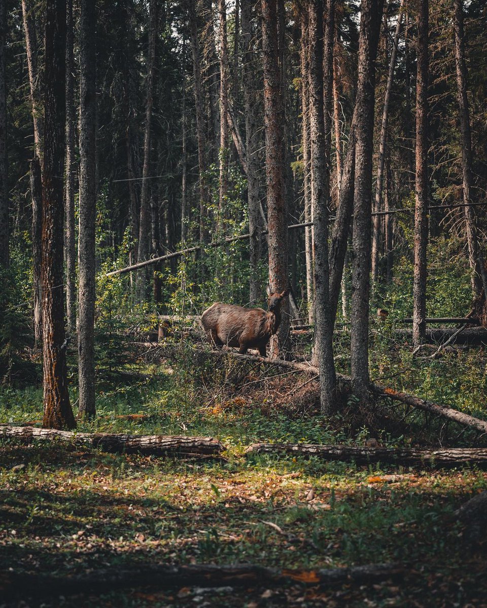 Viewing wildlife in Prince Albert National Park can be as easy as touring one of the many scenic drives or setting out on foot through the forest on one of the park's many trails. 📍 Prince Albert National Park 📷 instagram.com/heliotropes #ExploreSask #ParksCanada #ExploreCanada