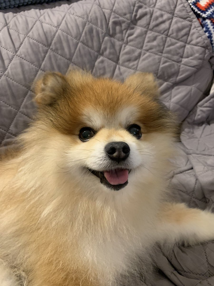 FierceOkatu's tweet photo. Someone is feeling extra cute tonight. #HugoThePom #ServiceDog https://t.co/SAyxLBougX