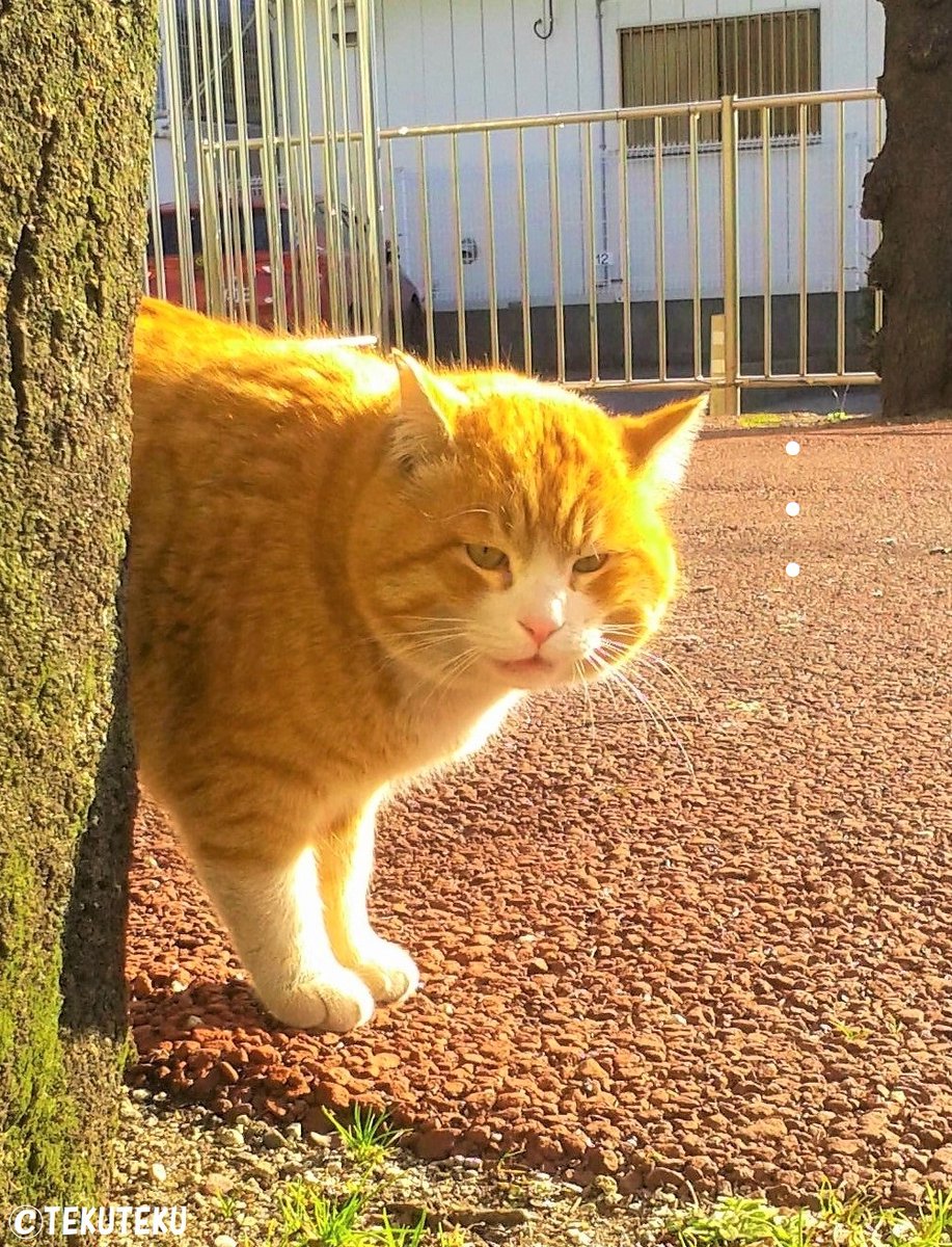 言語化できる人✨
言語化できないものを表現する人✨
言語を必要としない存在🐱✨ 