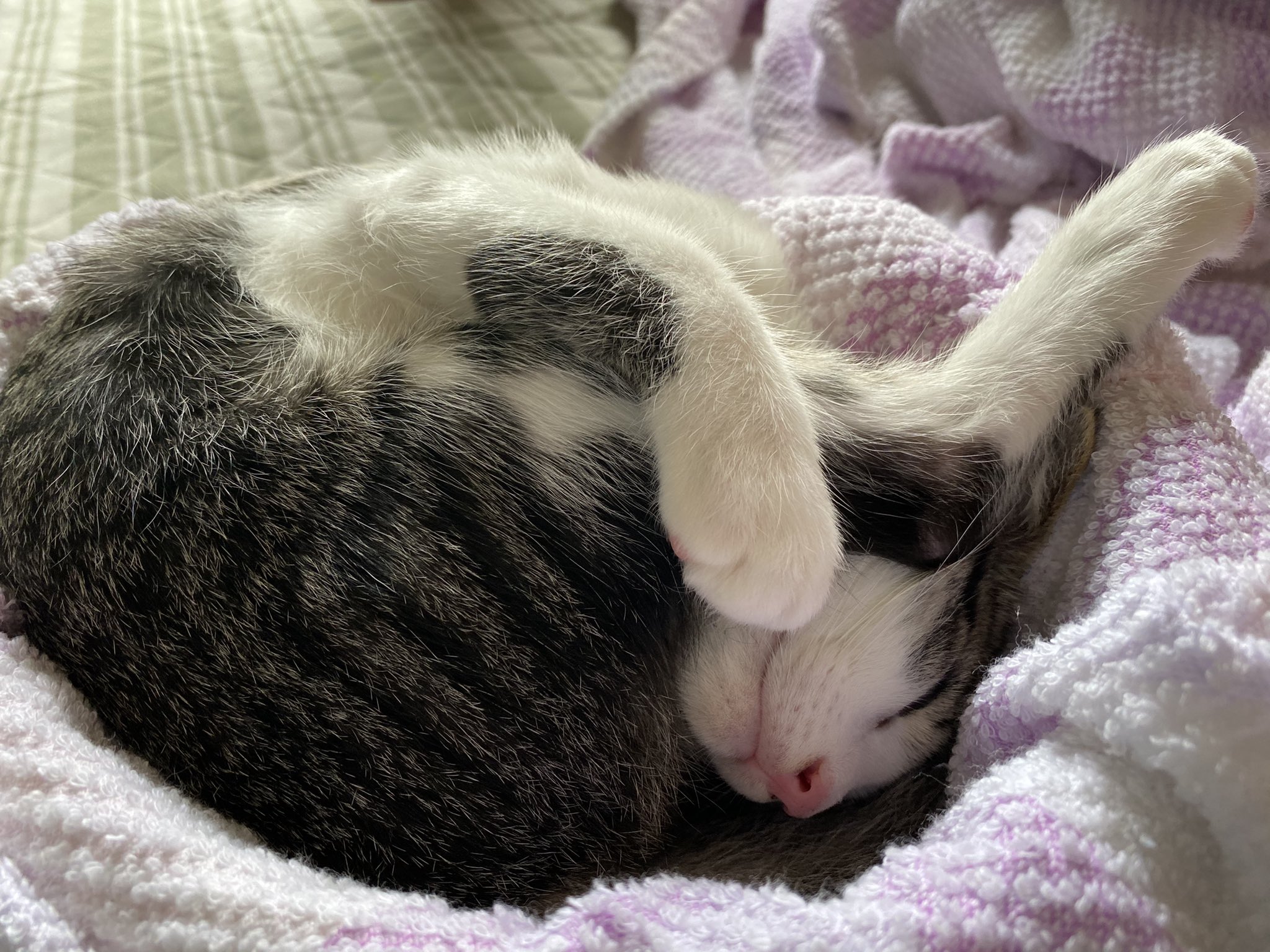 みるちゃん 過去pic ミルちゃんの おもしろ Amp 可愛い 寝方集part2 猫 愛猫 猫の居る暮らし 猫のいる幸せ 猫好きさんと繋がりたい T Co Vz2vla36j8 Twitter