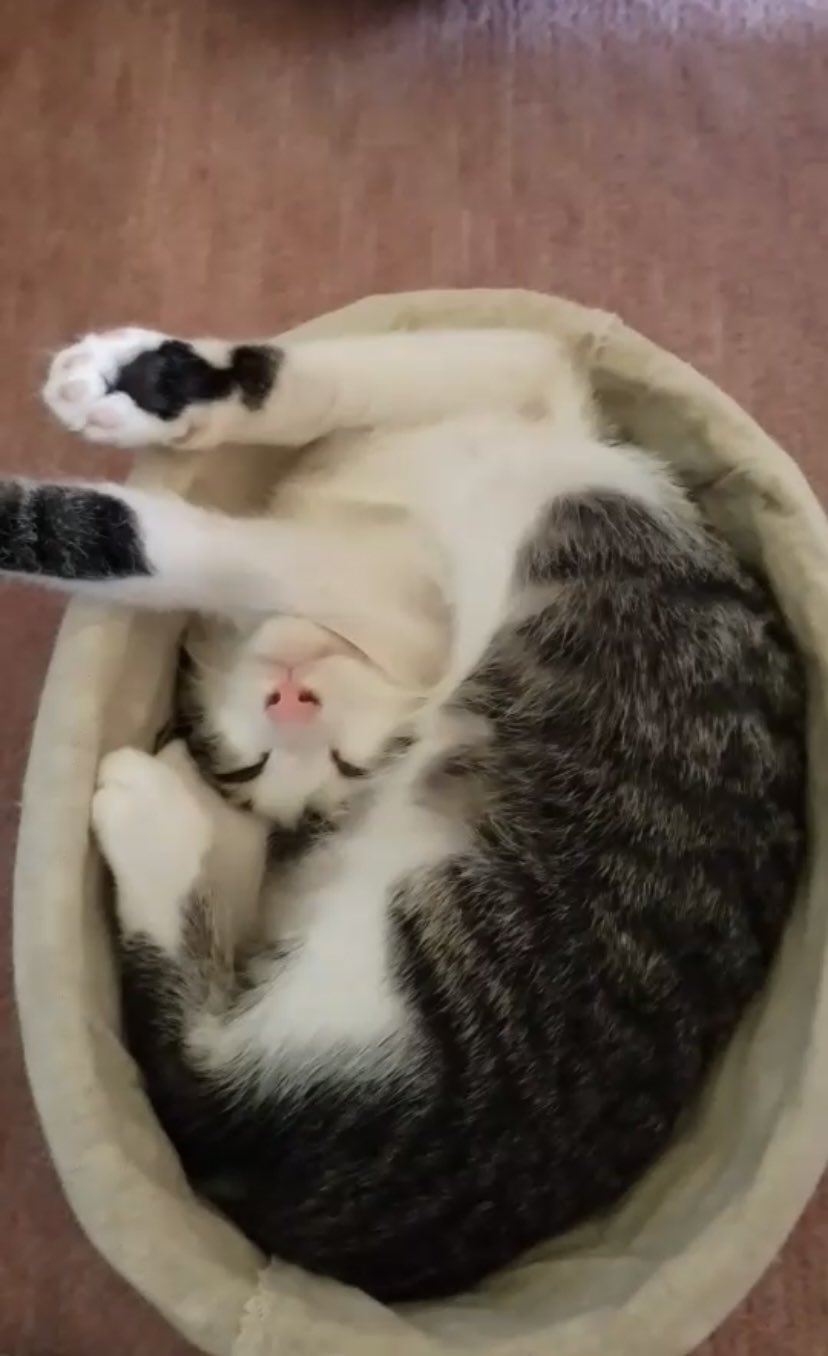 みるちゃん 過去pic ミルちゃんの おもしろ 可愛い 寝方集part2 猫 愛猫 猫の居る暮らし 猫のいる幸せ 猫好きさんと繋がりたい T Co Vz2vla36j8 Twitter みるちゃん 過去pic ミルちゃんの おもしろ 可愛い 寝方集part2 猫 愛猫 猫の居る暮らし 猫のいる幸せ 猫好きさんと繋がりたい T Co Vz2vla36j8 Twitter