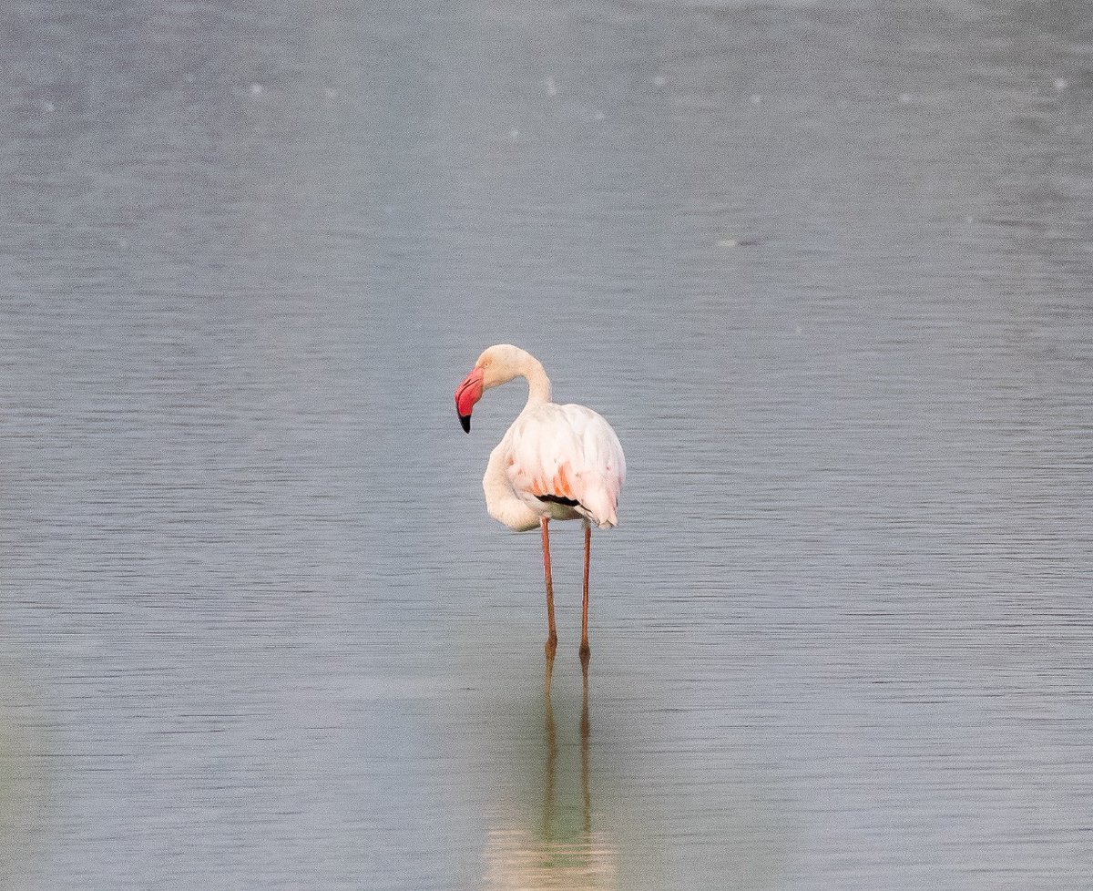 SanjayBhayani4's tweet photo. My first click of Flemingo yesterday morning. https://t.co/yVrgMqTcGH