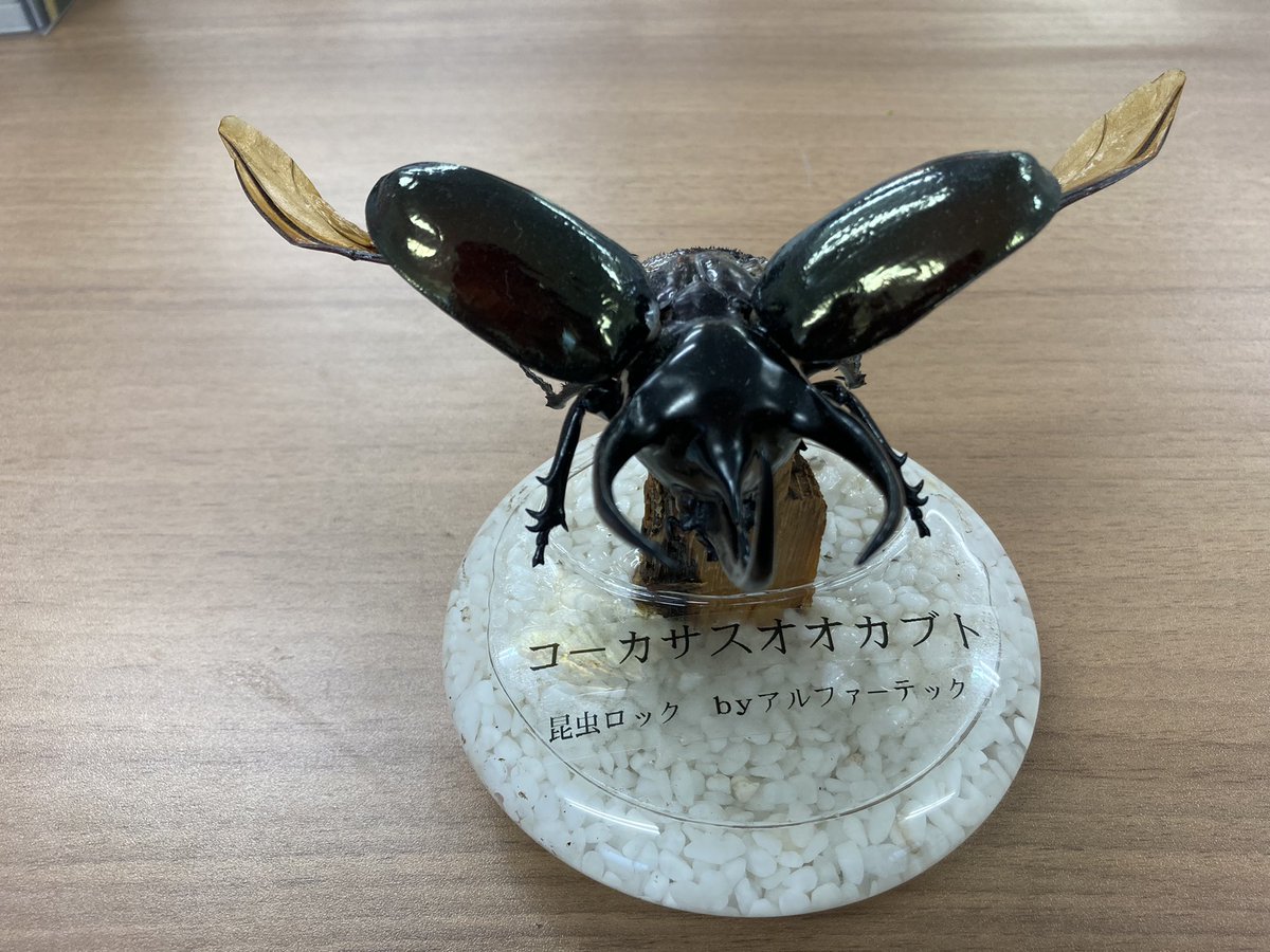 konchu_lock's tweet photo. 今にも飛びそうなコーカサス💪

#コーカサスオオカブト
#クワガタ
#カブトムシ https://t.co/vt5aVPqGZA