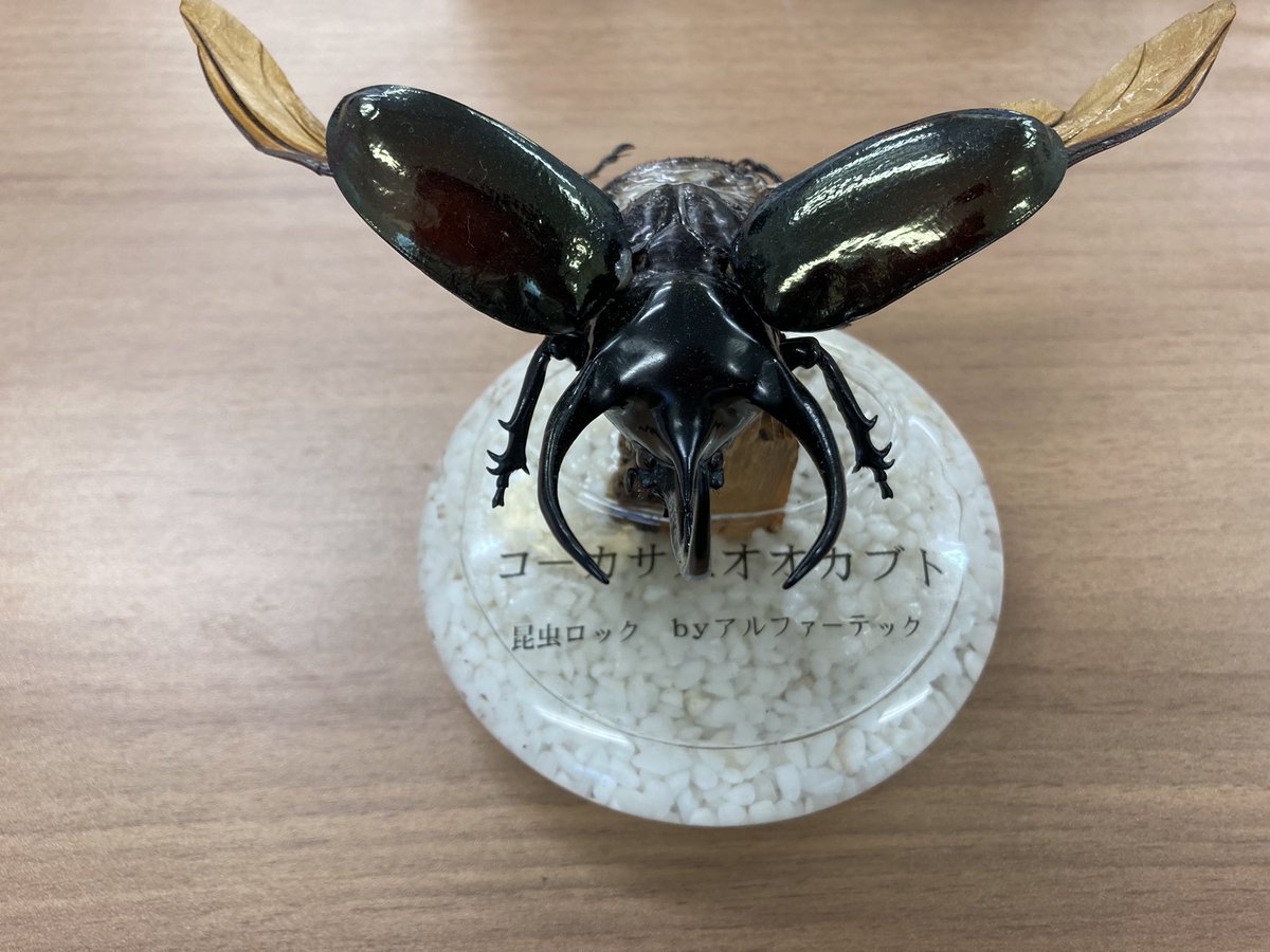 konchu_lock's tweet photo. 今にも飛びそうなコーカサス💪

#コーカサスオオカブト
#クワガタ
#カブトムシ https://t.co/vt5aVPqGZA