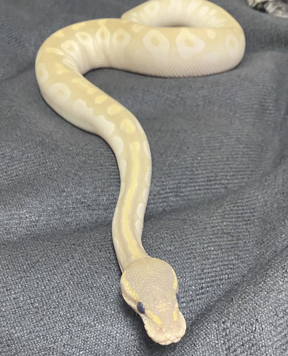asahi_royals's tweet photo. こちらも脱皮前👻
目の白濁以外は普段とほとんど変わらず美しい💐✨
#ballpython 
#ボールパイソン 
#Crystal元からゴースト 
#AllwaysBeautiful 
#脱皮前 https://t.co/CMRF3Hg3R8