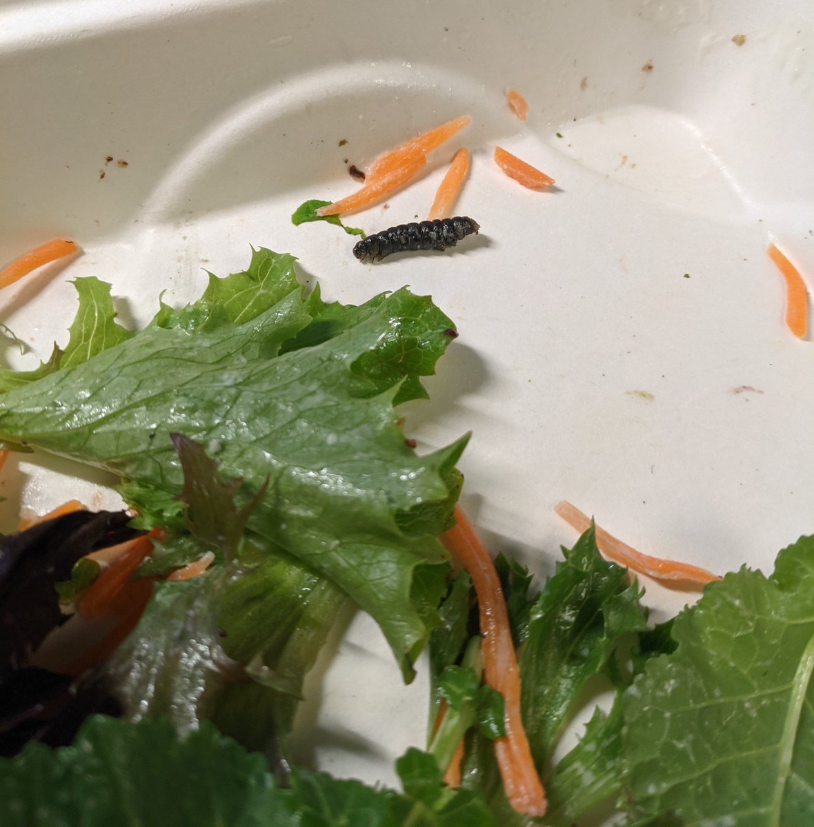 gabeclasson's tweet photo. As a midwesterner, I'll eat anything with ranch... but maybe hold the caterpillar next time. Just glad to see my CS61A projects aren't the only things at Cal in need of debugging! #BerkeleyLife #Cafe3 https://t.co/UlltO0LHlJ