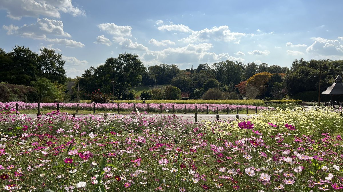 am28magmailcom1's tweet photo. #馬見丘陵公園
ダリア、コキアは終わり。他も咲いてはいるが来週には枯れが目立ってくるかも。紅葉はまだまだ！黄色赤色になるのは来週寒くなってからだろうか。 https://t.co/gxOFczo9B9