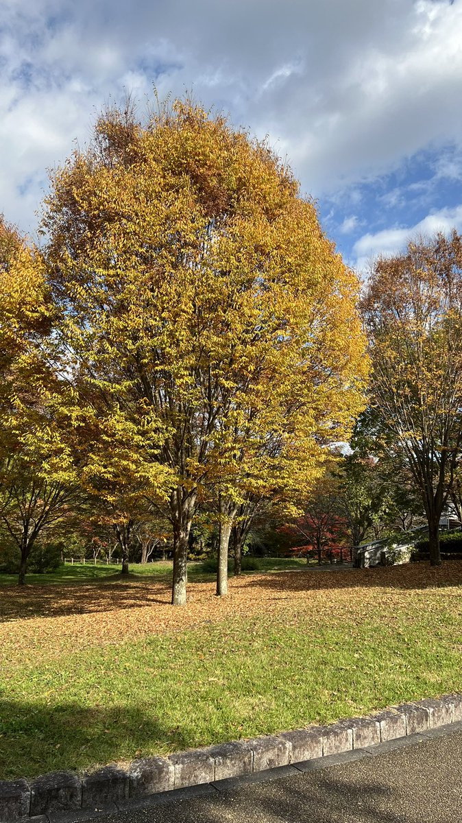 am28magmailcom1's tweet photo. #馬見丘陵公園
ダリア、コキアは終わり。他も咲いてはいるが来週には枯れが目立ってくるかも。紅葉はまだまだ！黄色赤色になるのは来週寒くなってからだろうか。 https://t.co/gxOFczo9B9