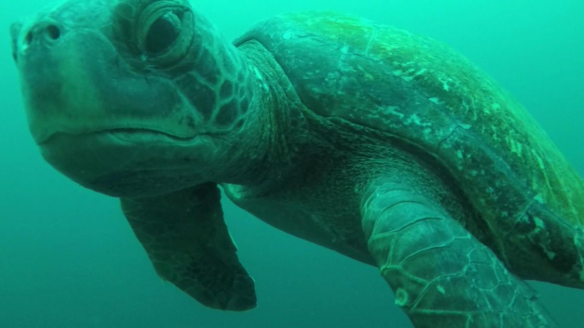 Blue Abacus (@countingfishes) on Twitter photo So good to see the #CoP26 announcement of the Eastern Tropical Pacific Marine Corridor #CMAR marine park. It will protect an ocean highway across the ocean territories of Columbia, Costa Rica, Ecuador and Panama. We continue to deploy our #BRUVS across the region <a href="/NG_PristineSeas/">National Geographic Pristine Seas</a> So good to see the #CoP26 announcement of the Eastern Tropical Pacific Marine Corridor #CMAR marine park. It will protect an ocean highway across the ocean territories of Columbia, Costa Rica, Ecuador and Panama. We continue to deploy our #BRUVS across the region <a href="/NG_PristineSeas/">National Geographic Pristine Seas</a>